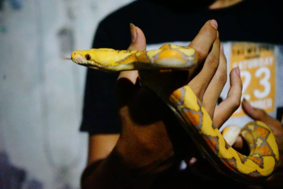 A pet snake being held by its owner.
