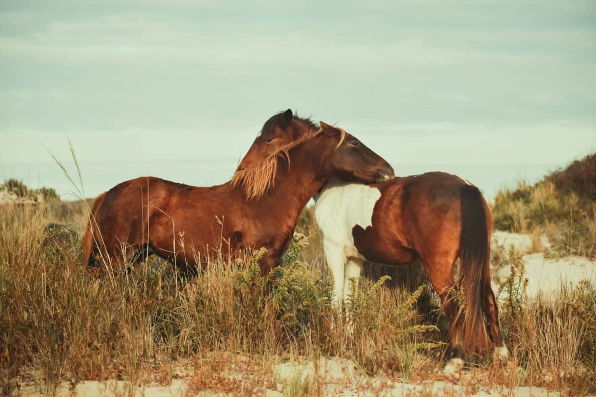 brown horse on green grass field during daytime