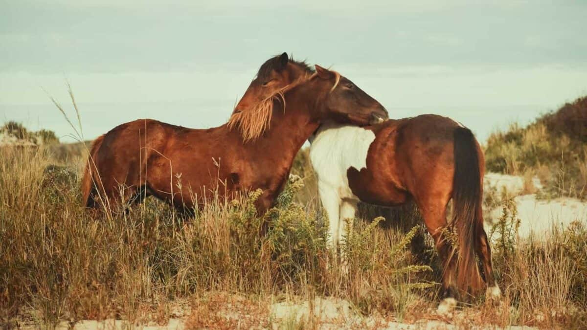 brown horse on green grass field during daytime