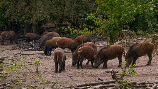 Capybaras Love Hanging Out With Other Species