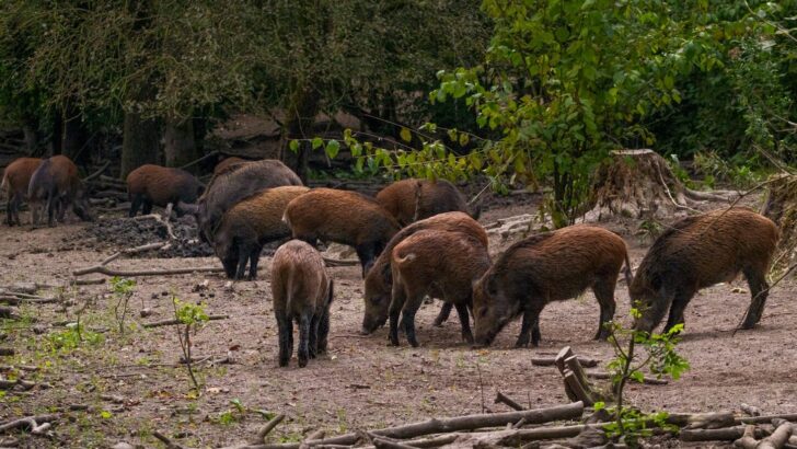 Capybaras Love Hanging Out With Other Species