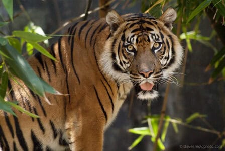 What Makes the Sumatran Tiger Critically Endangered