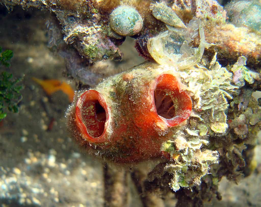 sea squirt