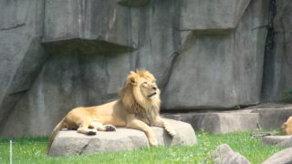 Lion on a rock