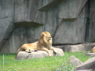 Was Pride Rock From Lion King Real?