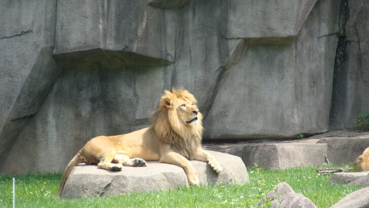 Was Pride Rock From Lion King Real?