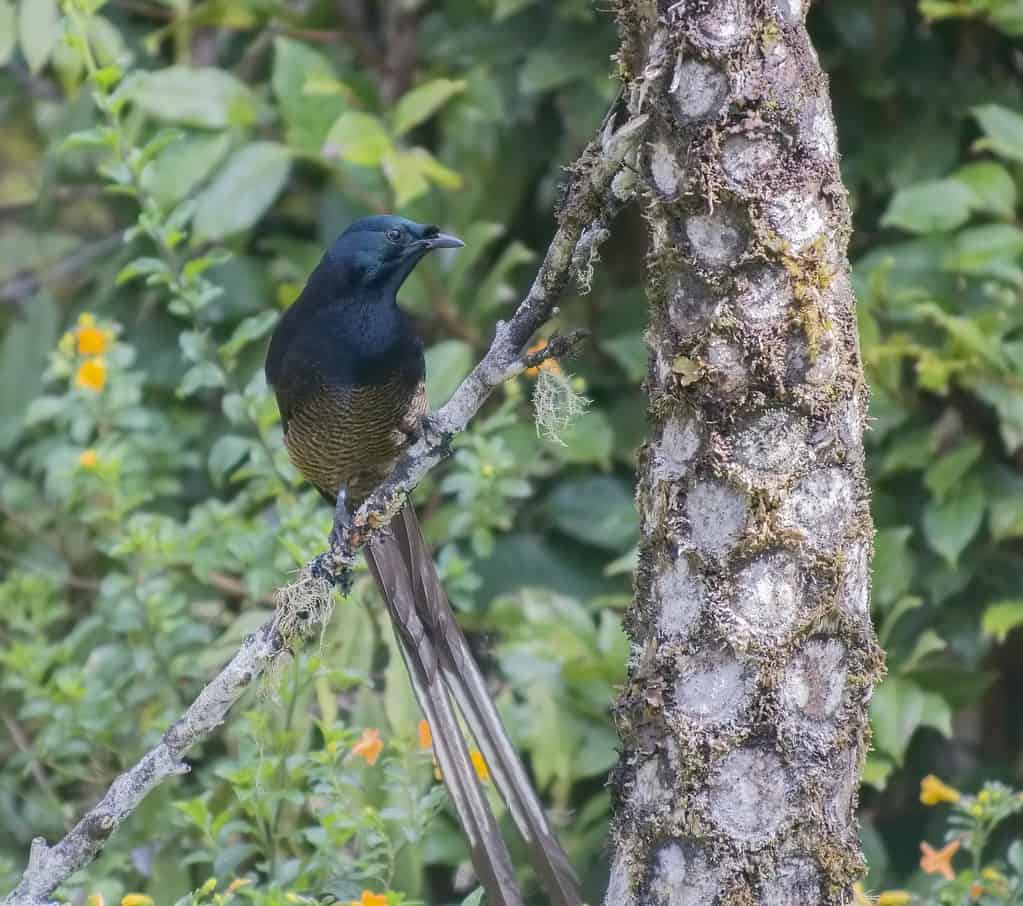 Ribbon-tailed Astrapia.