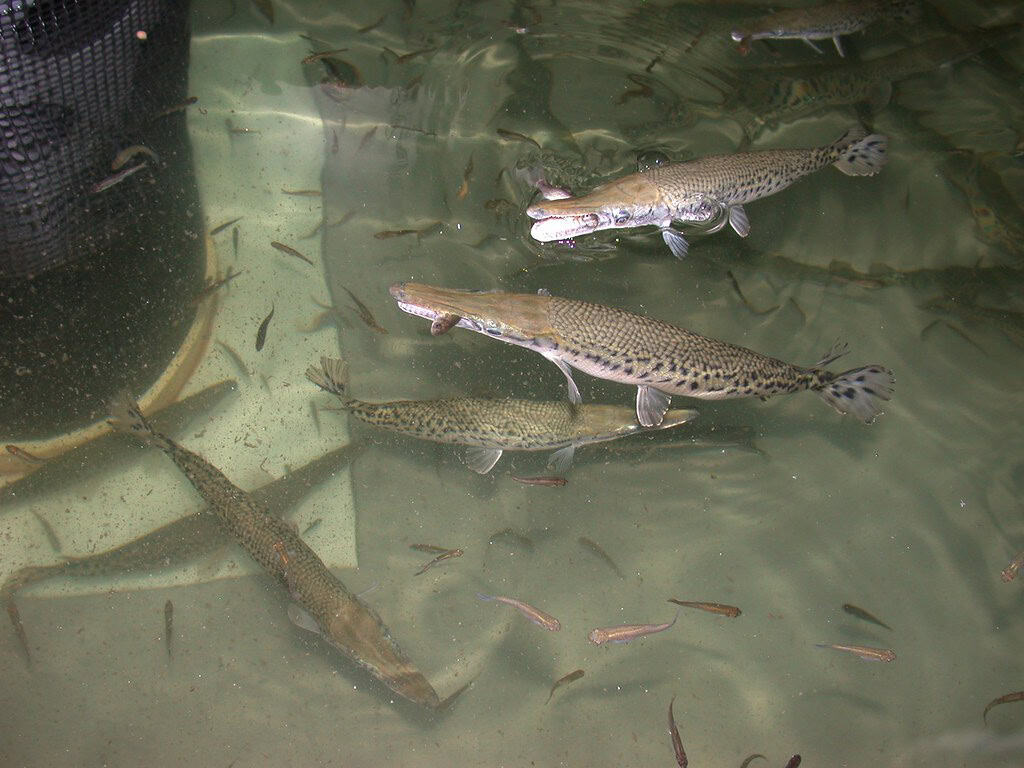 Atlantic sturgeon. Image via Openverse. 