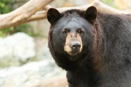 How to Tell a Black Bear from a Grizzly Bear at a Glance
