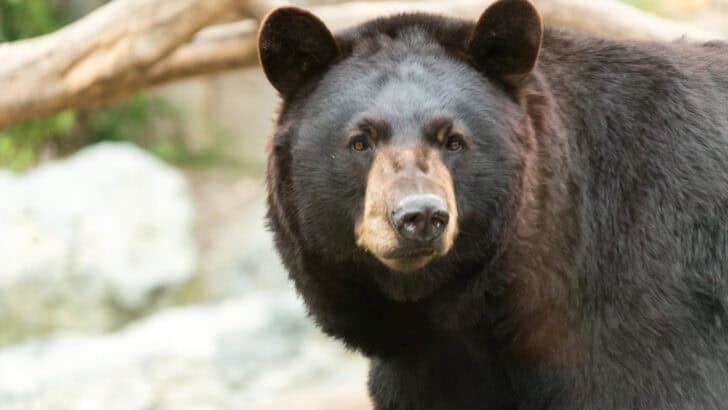 How to Tell a Black Bear from a Grizzly Bear at a Glance