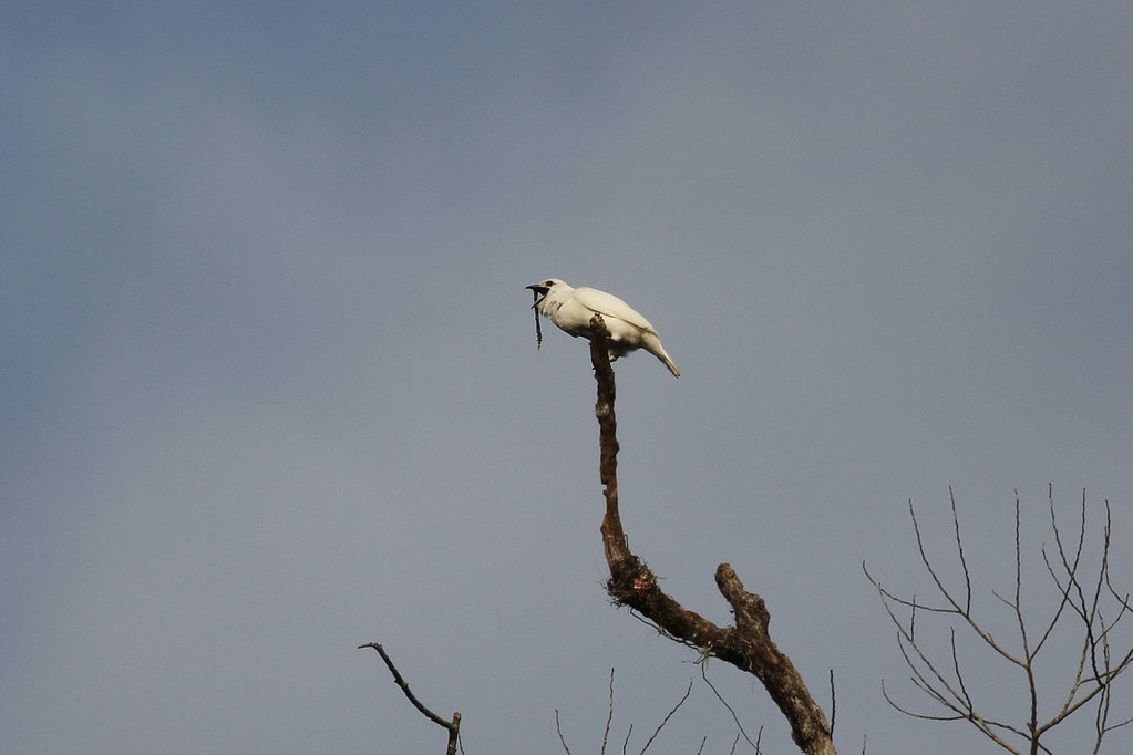 white bellbird