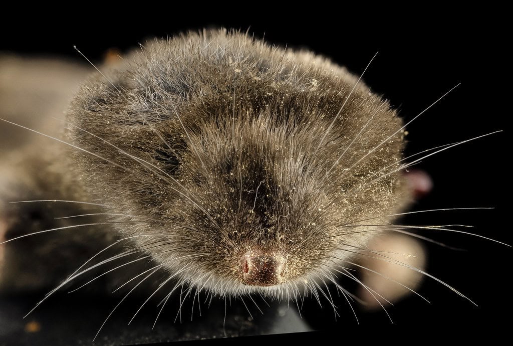 Short-tailed Shrew