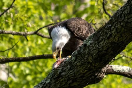 What Bald Eagles Eat—and What Surprises Scientists
