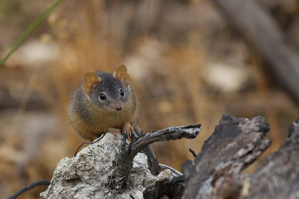 Antechinus