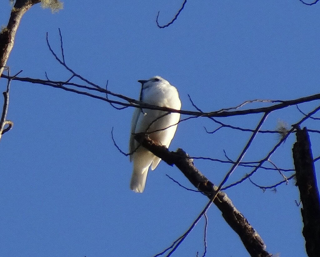 white bellbird