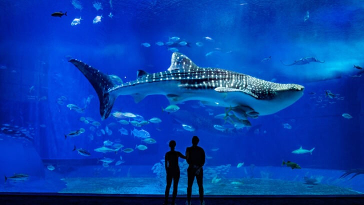 Why Some Sharks Must Keep Swimming to Stay Alive