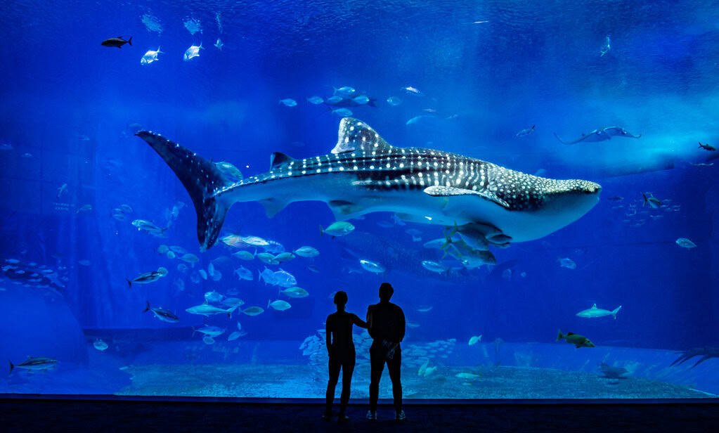 Whale Shark