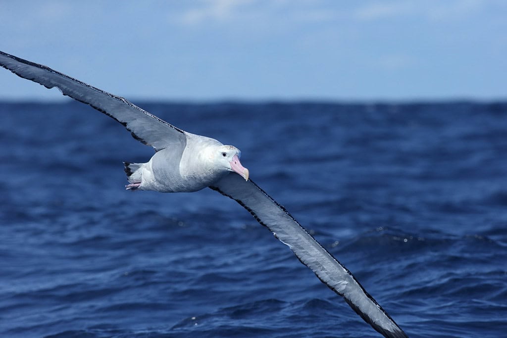 Wandering Albatross