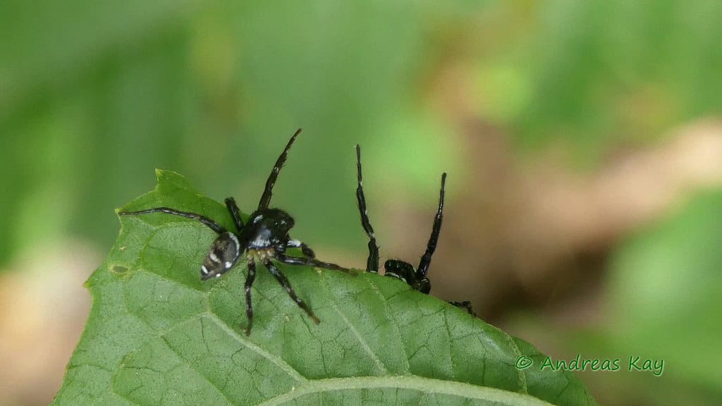 Trap-jaw spider