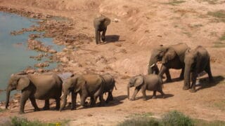 Elephant herds at waterhole