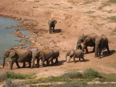 What Makes Elephant Herds Matriarchal Societies