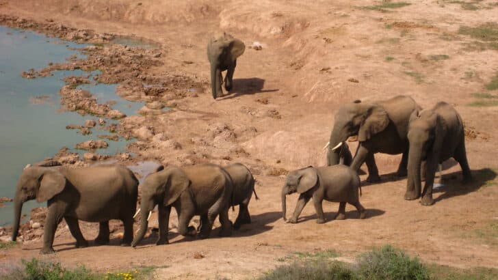 What Makes Elephant Herds Matriarchal Societies