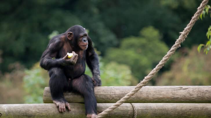 Animals That Love Fruit as Much as You Love Chocolate