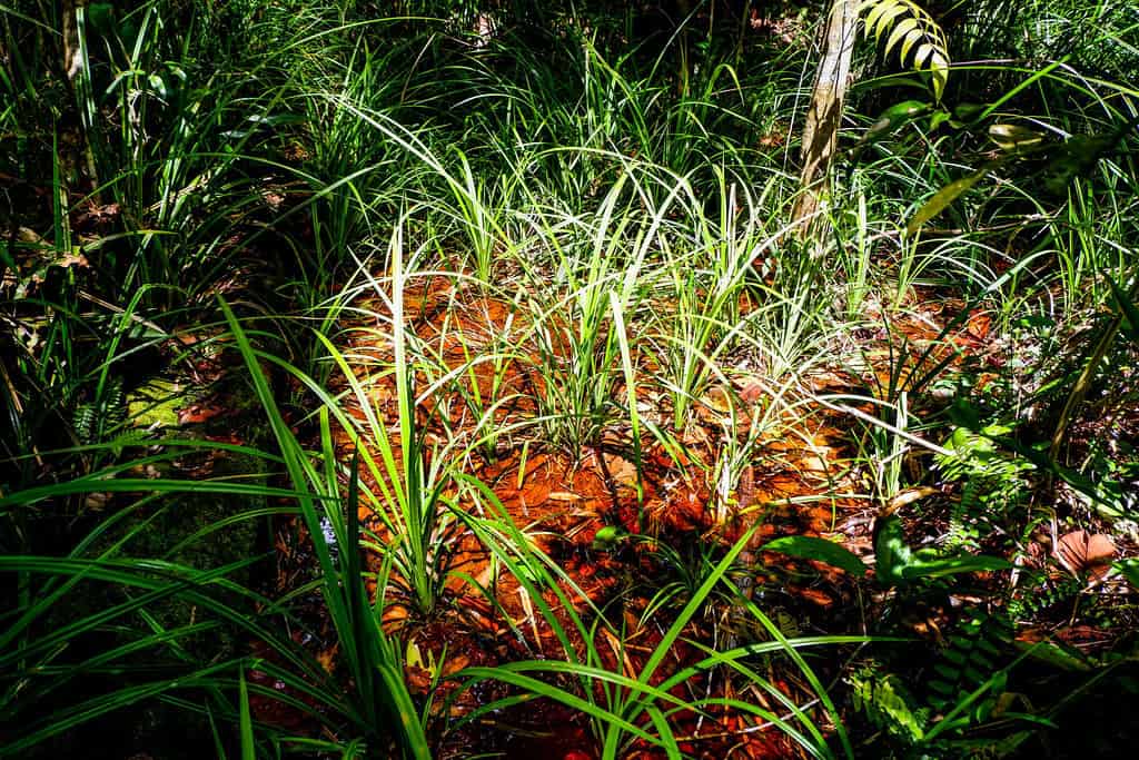 peat swamp forest
