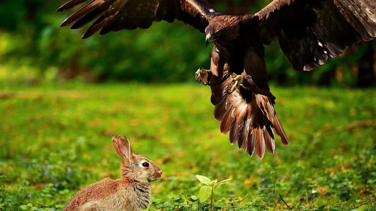 eagle hunting rabbit