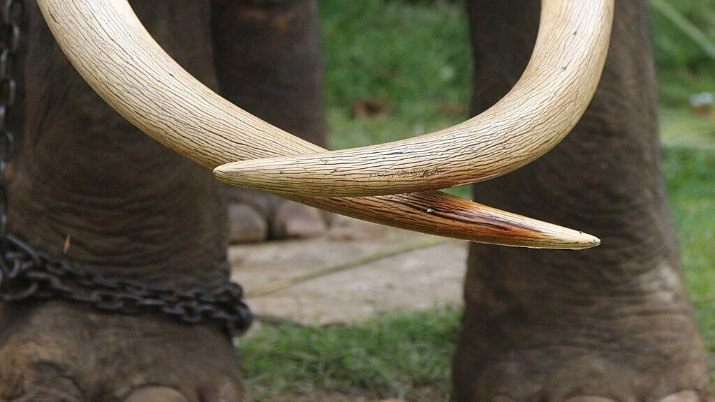 Elephant's tusk.