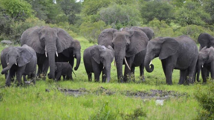 Why Elephants Rarely Forget a Face—or a Threat