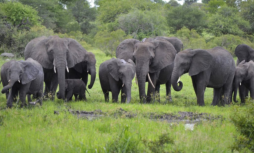 elephant herd