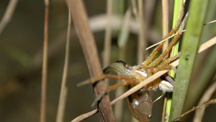 The Spider That Hunts Fish&mdash;Yes, It Exists