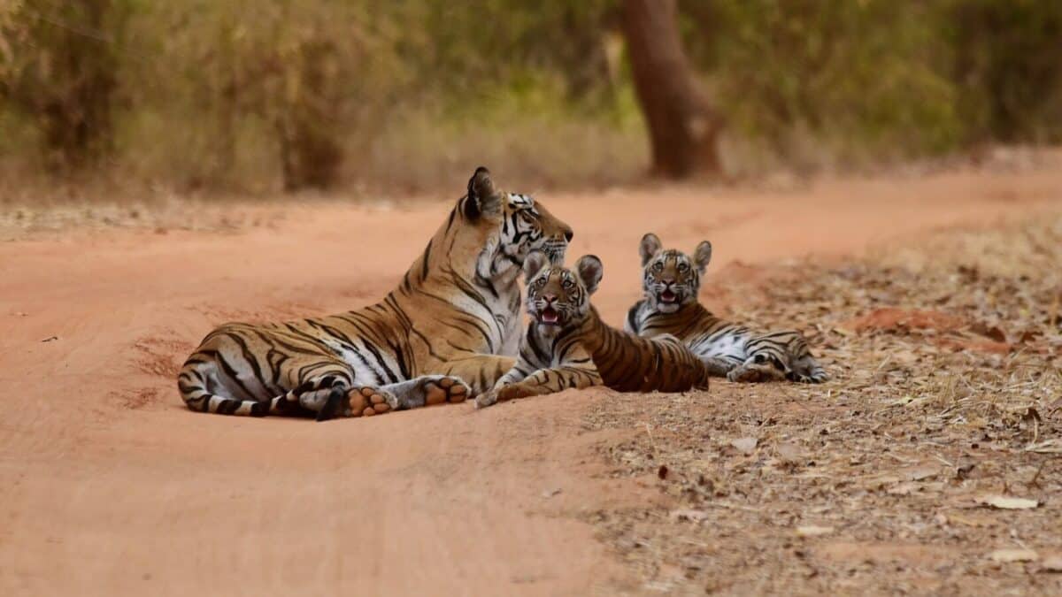 three tigers lying on brown sand ay daytime