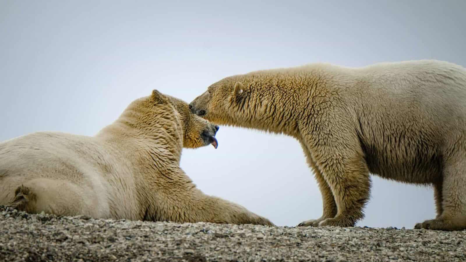 two polar bears are playing with each other