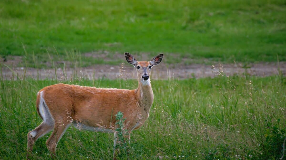 A deer standing in a field of tall grass
