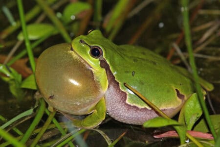 Why Male Frogs Inflate Their Throats to Attract Mates