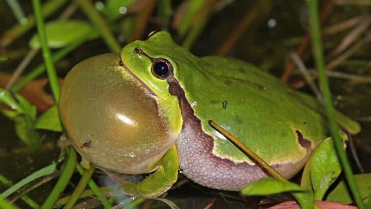 Why Male Frogs Inflate Their Throats to Attract Mates