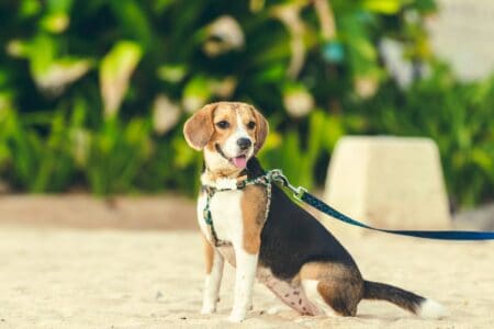 The Science of a Dog Breed&rsquo;s Stubborn Streak