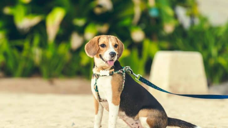 The Science of a Dog Breed’s Stubborn Streak