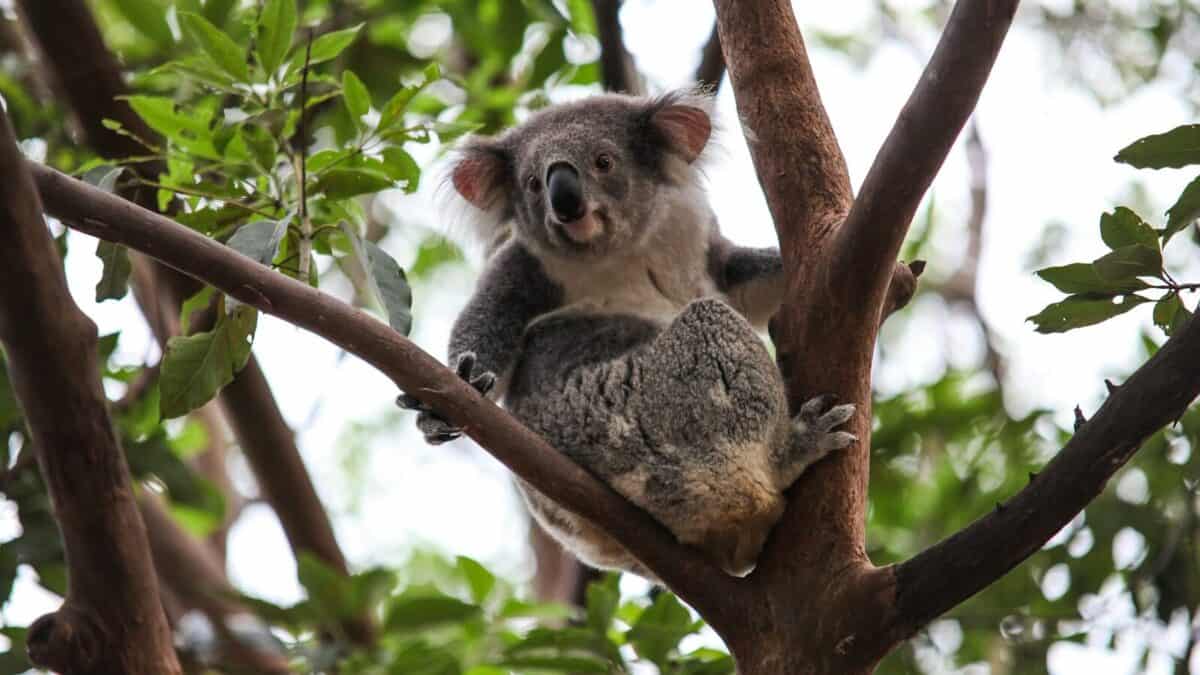 koala on tree during daytime