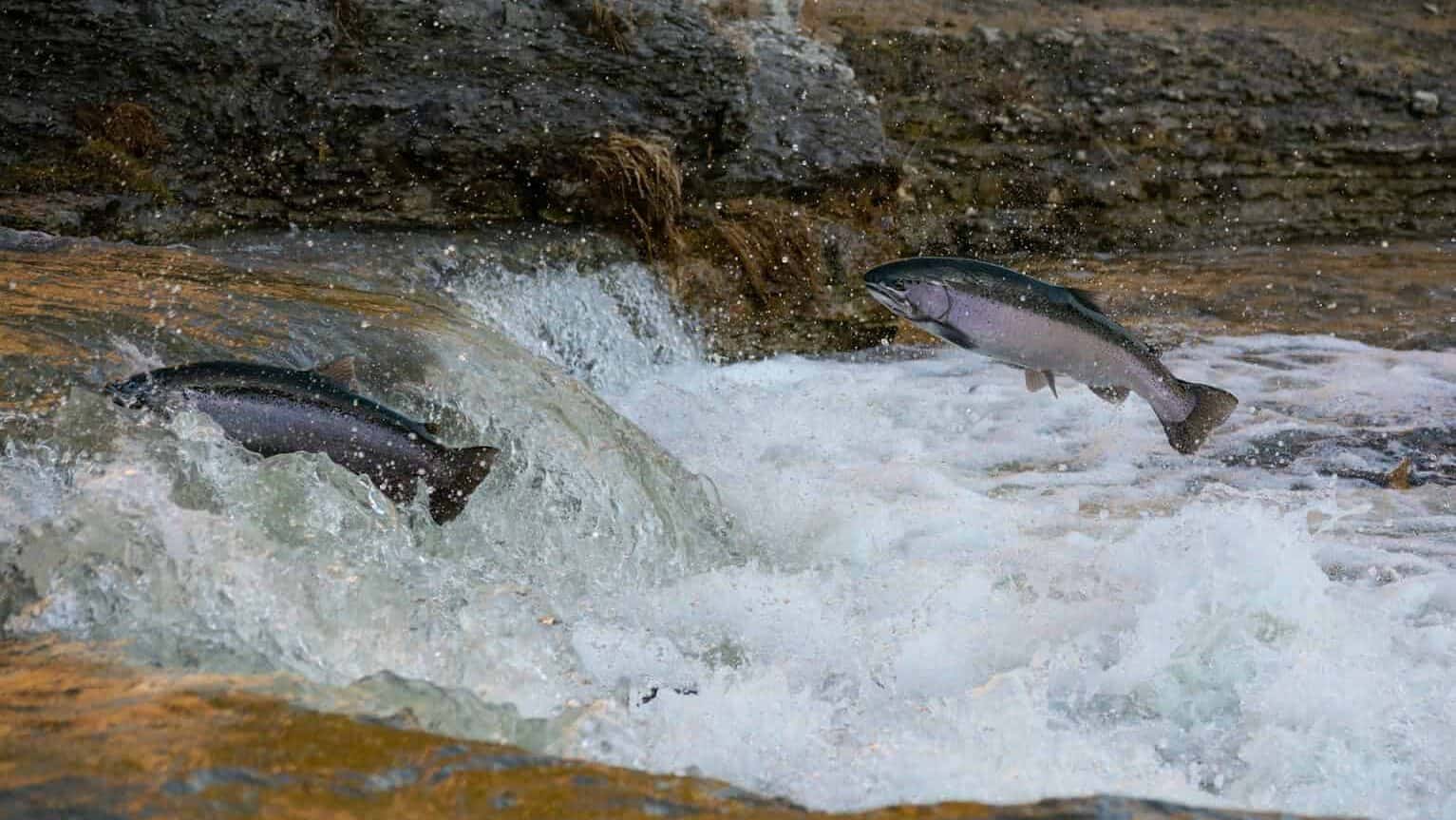 salmon jumping in the water