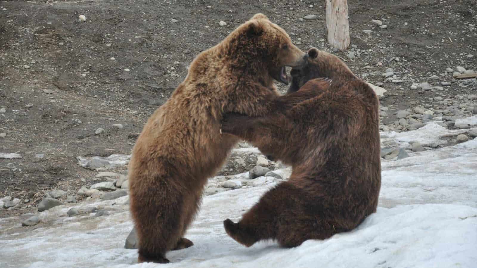 brown bear walking on gray ground during daytime