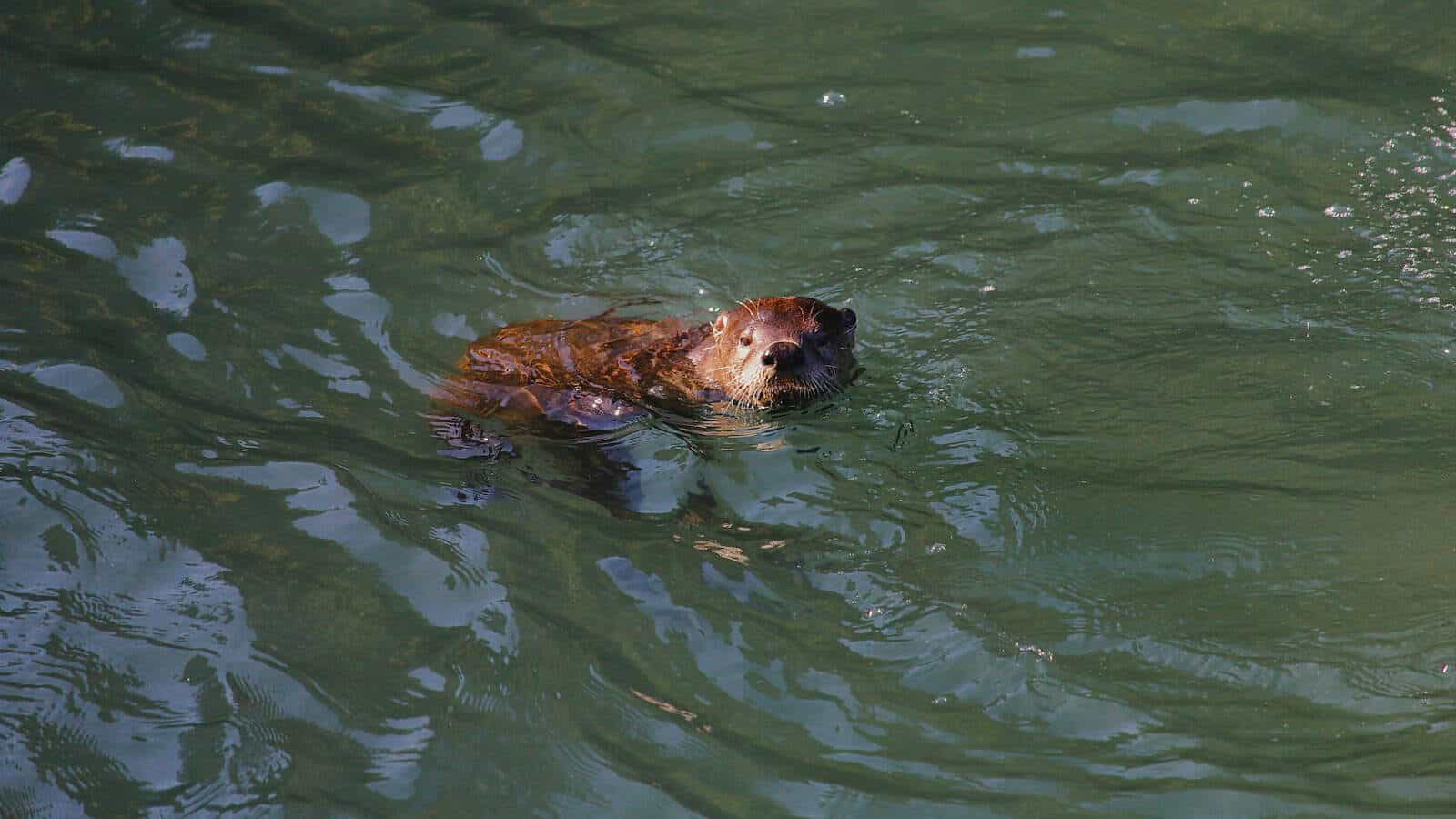 brown short coated dog in water