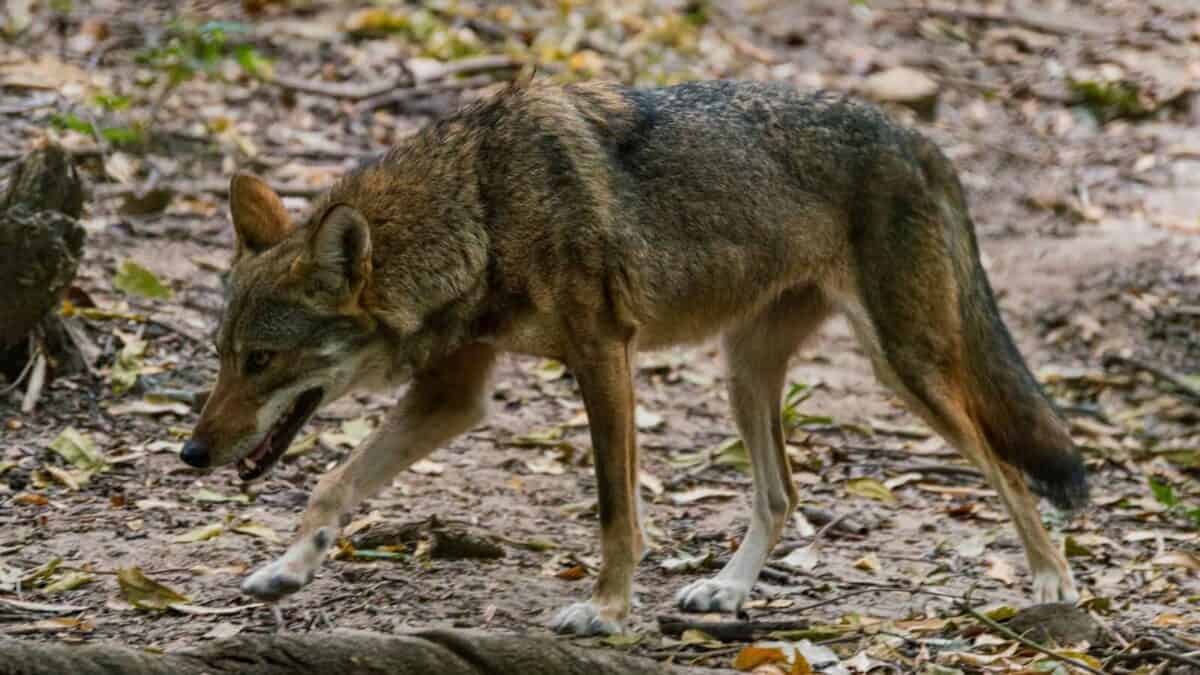 brown and black wolf on ground