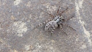 Arctic wolf spider