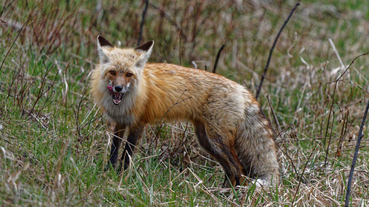 A fox is standing in a grassy field.