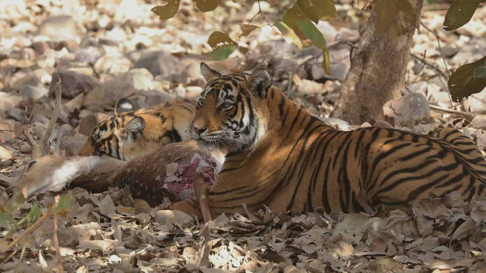 a tiger eating a carcass in the woods