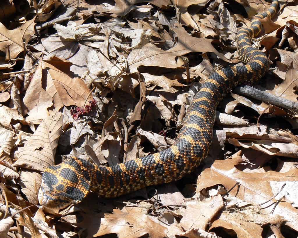 Hognose snake