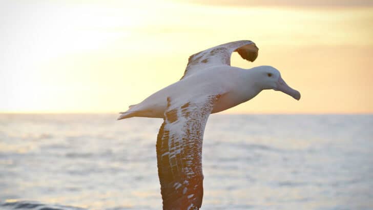 This Animal Has the Widest Wingspan of Any Living Creature